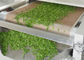 Controllo a macchina di microonda delle foglie di tè dello SpA industriale dell'essiccazione e di sterilizzazione